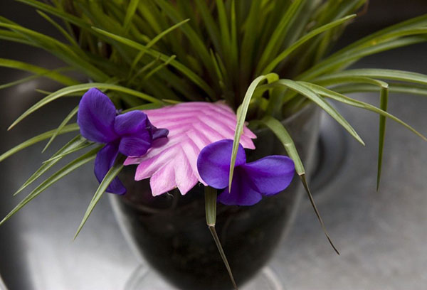 Tillandsia blommar