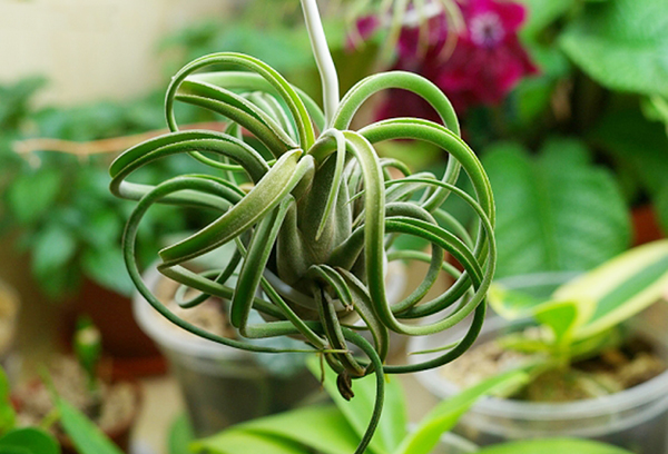 Tillandsia atmosphérique