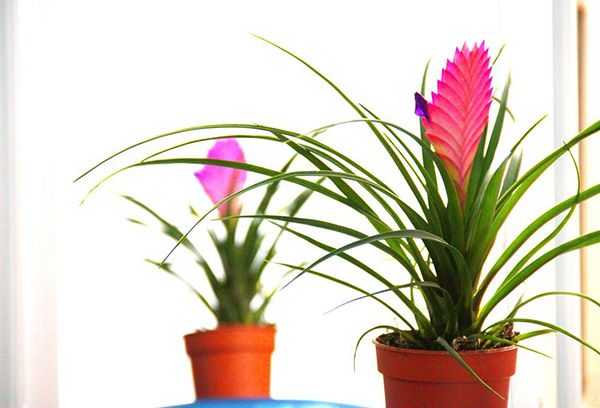 Tillandsia en pot