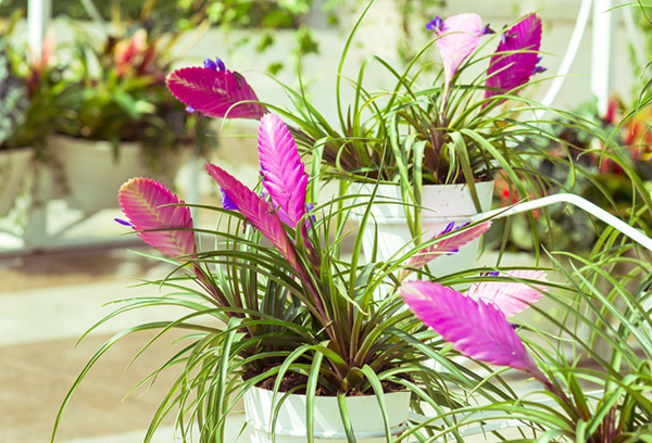 Tillandsia på blomsterbutiken