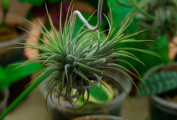 Tillandsia atmosphérique