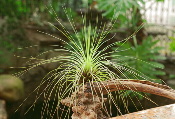 Tillandsia i vinterträdgården