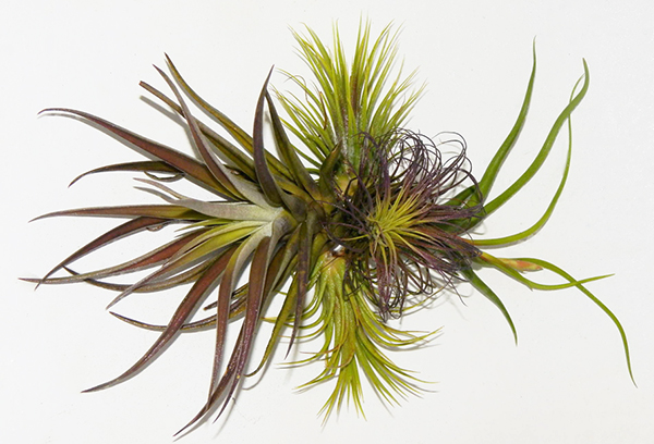 Prises de tillandsia atmosphérique