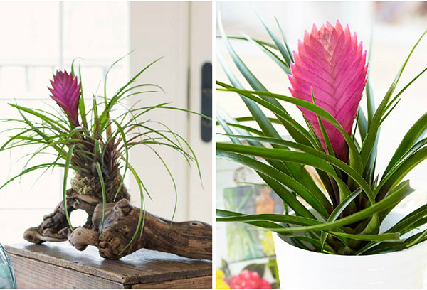 Tillandsia à l'intérieur