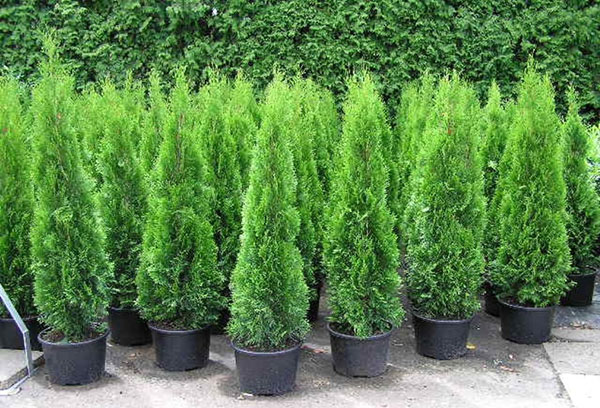 Cây Thuja Smaragd