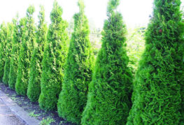 Haie de Thuja Smaragd