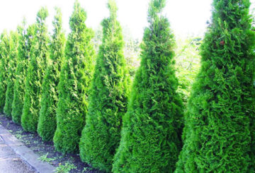 Haie de Thuja Smaragd