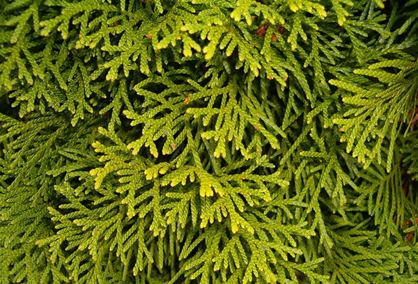 Kim thuja