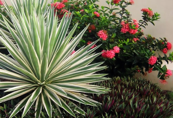 Yucca dans le parterre de fleurs