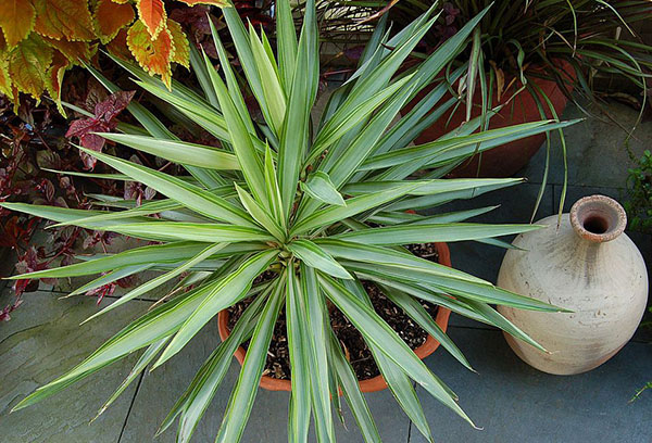 Yucca dans un pot