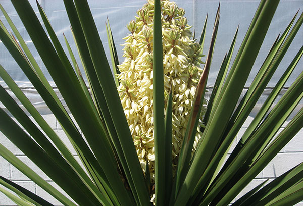 Fleur de yucca