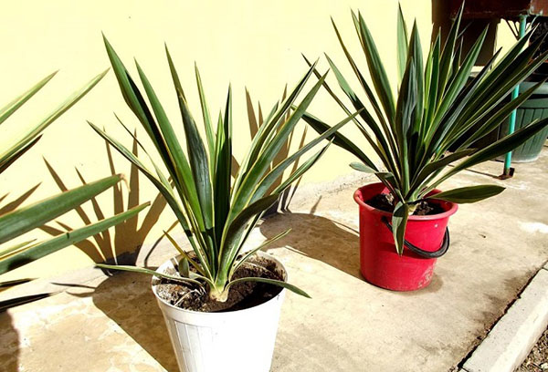 Yucca i gamla hinkar