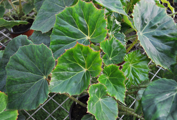 Krage begonia bush