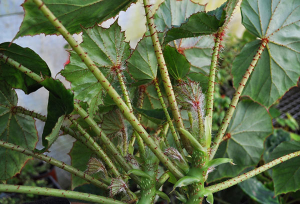 Krage begonia