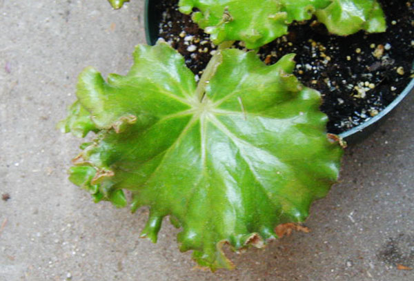 Begonia blad