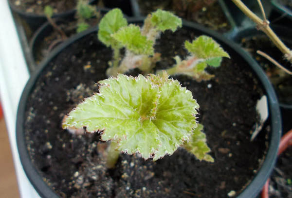 Propagation des bégonias par boutures