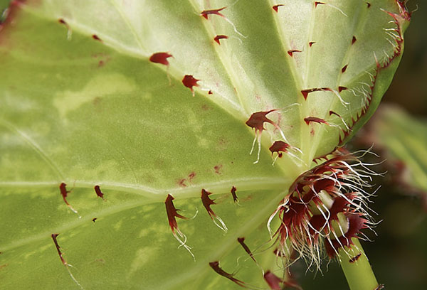 Collared begonia leaf