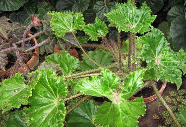 Växande krage begonia