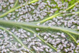 Invasion de la mouche blanche