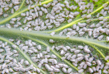 Invasion de la mouche blanche