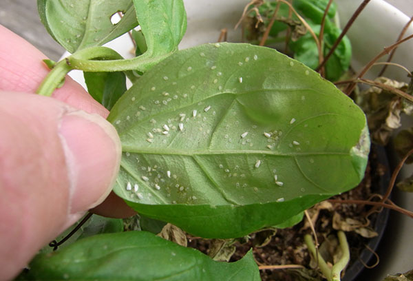 Mouche blanche sur une plante d'intérieur