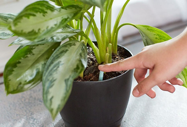 Soins des plantes d'intérieur