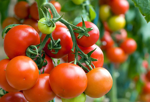 Tomates dans le jardin