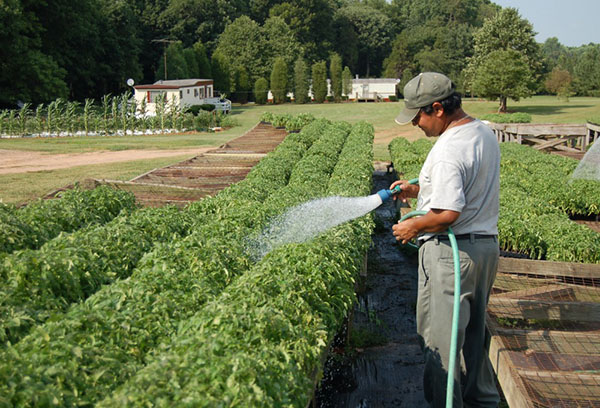 Pulvériser des tomates