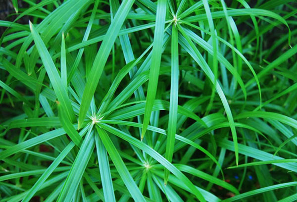 Cyperus i naturen