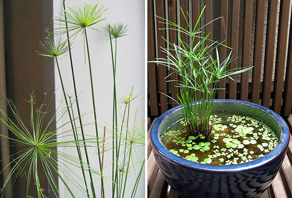 Espèces de Cyperus