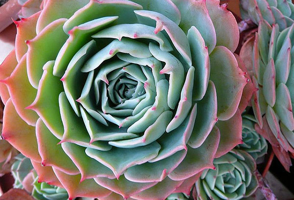 Echeveria