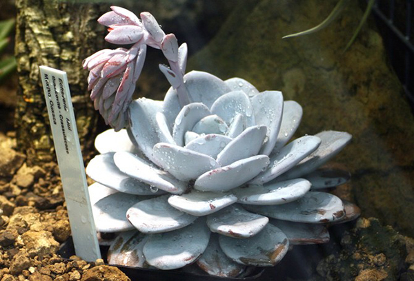 Echeveria i droppar vatten