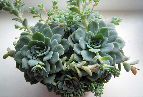 Bevuxen echeveria