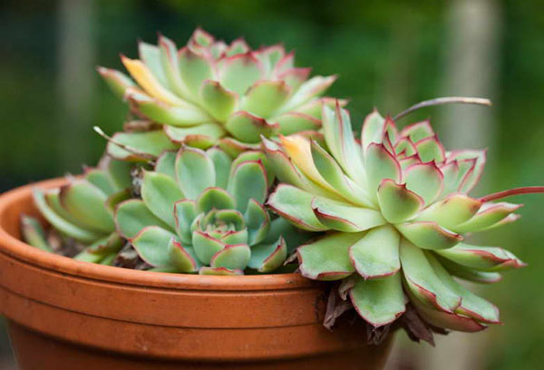 Echeveria potten