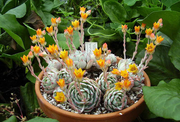 Echeveria blommar