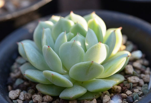 Jeune echeveria