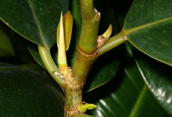 Nouvelles pousses de Ficus Robusta