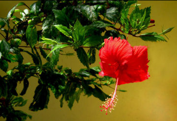 Kinesiska hibiskus blommar