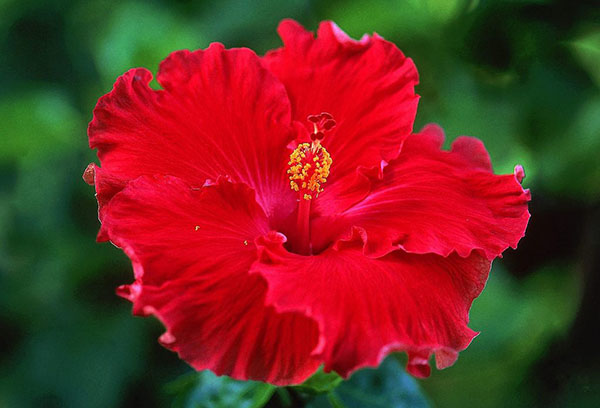 Fleur d'hibiscus chinois