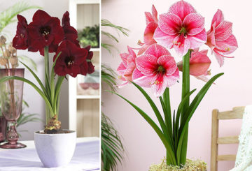 Différentes variétés d'hippeastrum