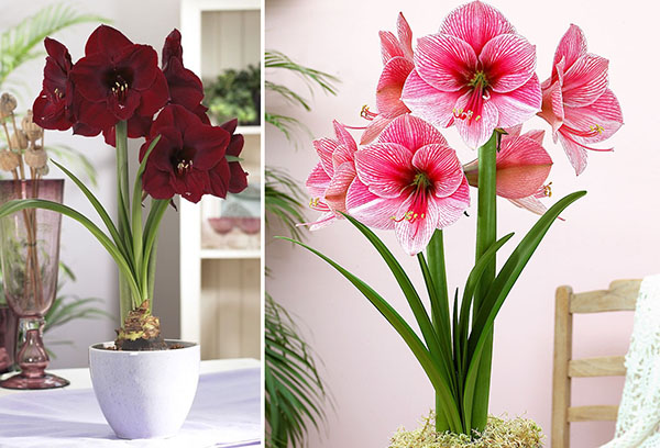 Différentes variétés d'hippeastrum