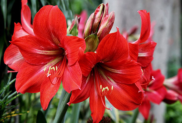 Blommande hippeastrum