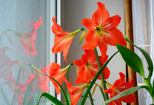 Hippeastrum sur le rebord de la fenêtre