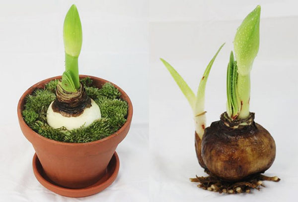 Reproduktion av hippeastrum