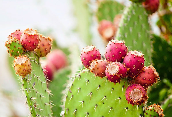 Opuntia efter blomningen