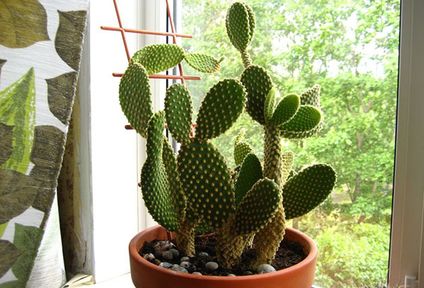 Opuntia sur le rebord de la fenêtre