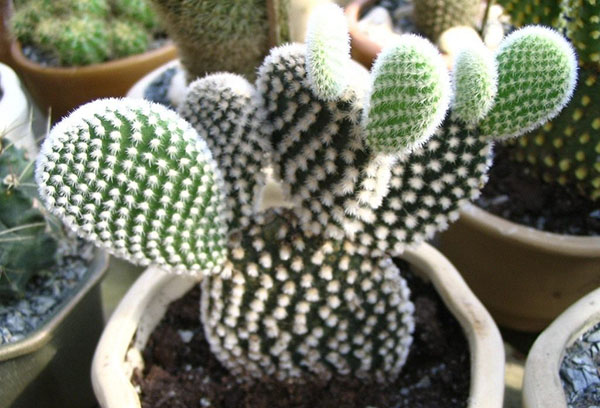 Opuntia dans un pot