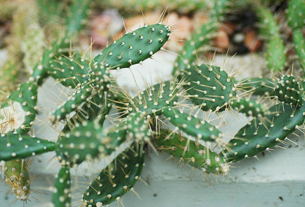 Opuntia en plein champ