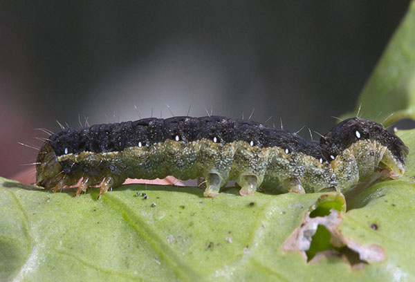 Chenille de pelle à chou