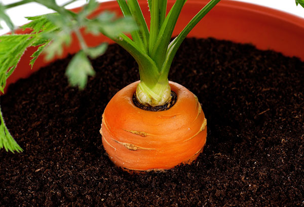 Carottes en pot